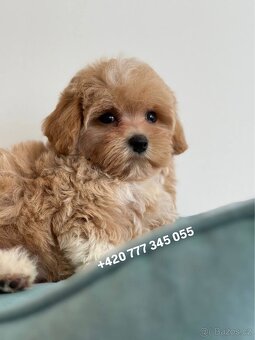 Maltipoo Caramel boy - 4