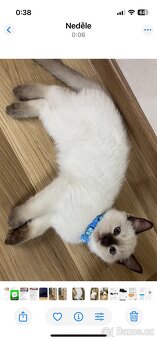 Koťátka Ragdoll bez PP - 4