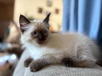 Ragdoll koťátka bez pp - 4