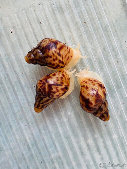 Africký šnek lissachatina reticulata - 4