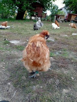 Kohout hedvábnička žlutá velká EU - 4