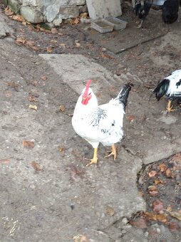 Kohouti různých barev - 4