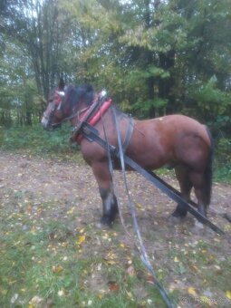 Prodám tažného koně do lesa - 4