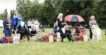 Krytí Pyrenejský horský pes - 4