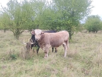 Prodám dva býčky - 4