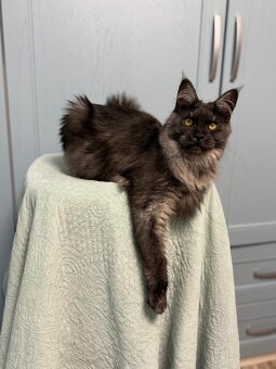 Mainské mývalí PP - 4