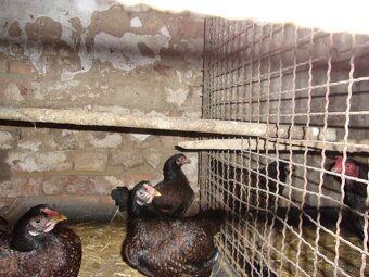 Zdrobnělá indická bojovnice - 4