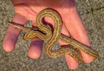 Pantherophis emoryi F3 Texas 0,4 - 4