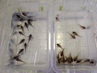 Pleco, Hypancistrus, Ancistrus long fin, sumce - 4