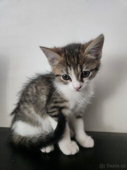 Evropská krátkosrstá kočička s kresbou tabby. - 4