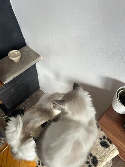 Ragdoll kocourek s PP – Griffin (a03) - 4