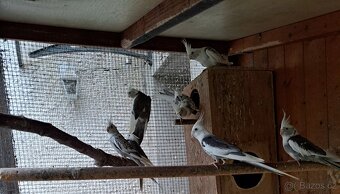 Korela bělohlavá - 4