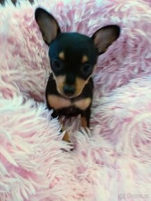 Pražský krysařík - 4