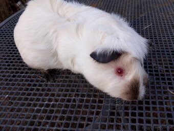 Morče,morčátko kluk - 4