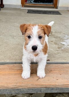 Jack Russell terier - fenka 3 mesice - 4