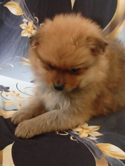 Špic pomeranian - 4