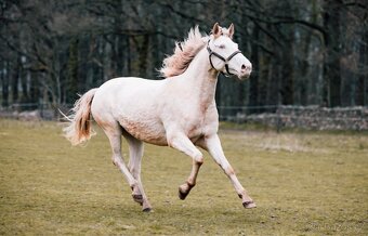 Pre / Lusitano kobča - 4