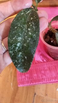 Hoya cystiantha splash voskovka - 4