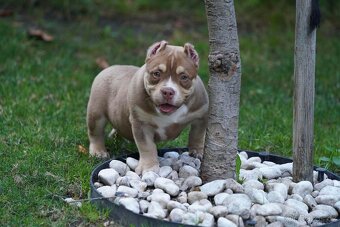 American Bully - 4