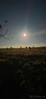 Letošní hřebeček - 4