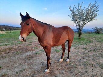 Shagya arab valach 14 let - 4