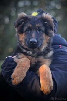 Německý ovčák s PP - 4