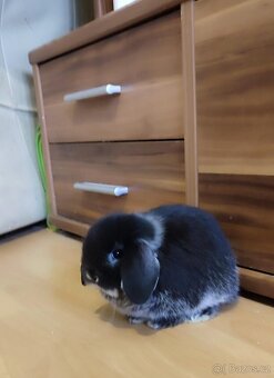 Minilop mini zakrslý beránek - 4