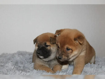 shiba-inu prodej - 4