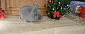 Zakrslý marburský - 4