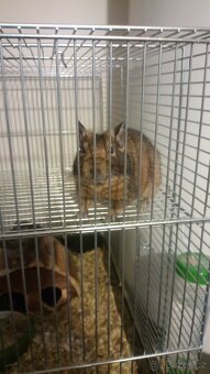 Osmáci degu - 4