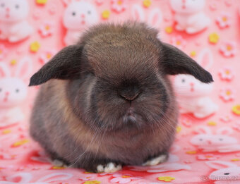 MiniLop beránek sameček . - 4