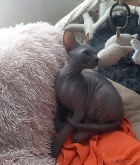 Don Sphynx Kocourky - 4