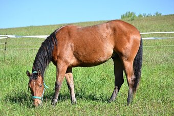 Paint horse valášek - 4