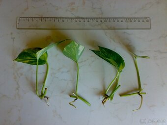 Epipremnum aureum - Scindapsus aureus - zakořeněné řízky - 4