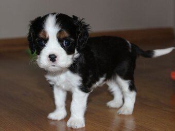 Szczeniaki pieski Cavalier King Charles Spaniel ZKwP FCI - 4