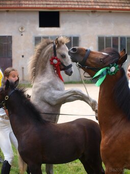 prodej ročního hřebečka Welsh pony, sekce B - 4