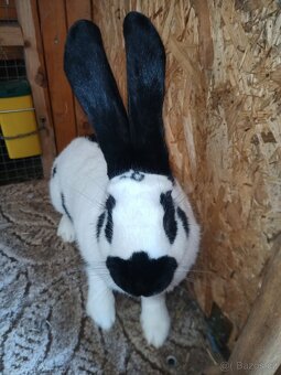 NĚMECKÝ OBROVITÝ STRAKÁČ - 4