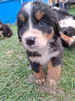 Bernský salašnícky pes šteniatka - 4