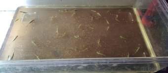 Žebrovník waltluv - odchov - 4