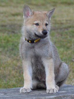 Československý vlčák "od Úhoště" - 4