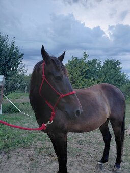 Hucul 10r.na predaj - 4