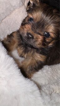 Yorkšírský teriér Mini bez pp - 4