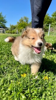 Štěňátka Sheltie/Šeltie bez PP - 4