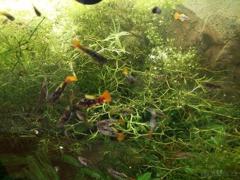 xiphophorus variatus La Laguna - 4