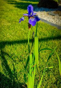 Kosatec sibiřský - Iris siberica 350 semen 50 Kč - 4