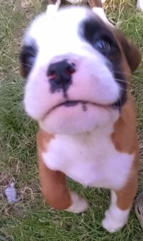Zlatý pejsek Německý Boxer - 4
