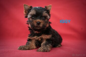 Yorkshire terrier - štěňátka s PP - 4