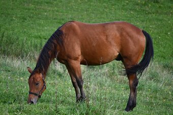 Paint horse valášek - 4