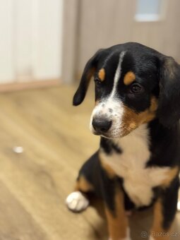 Entlebušsky salašnický pes - štěňátko - 4