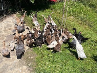 PRODÁM MLADÉ INDICKÉ BEŽCE KRÁSNÝCH BAREV - 4